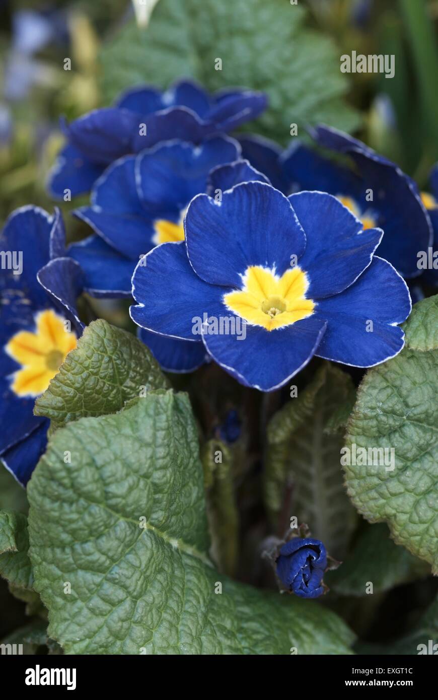 Primula vulgaris (Primrose), blue flowers with yellow centre, closeup