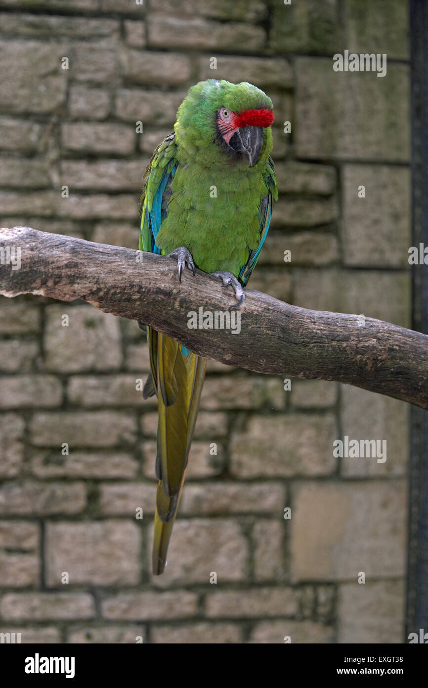 Military macaw (Ara militaris) perching on a branch Stock Photo
