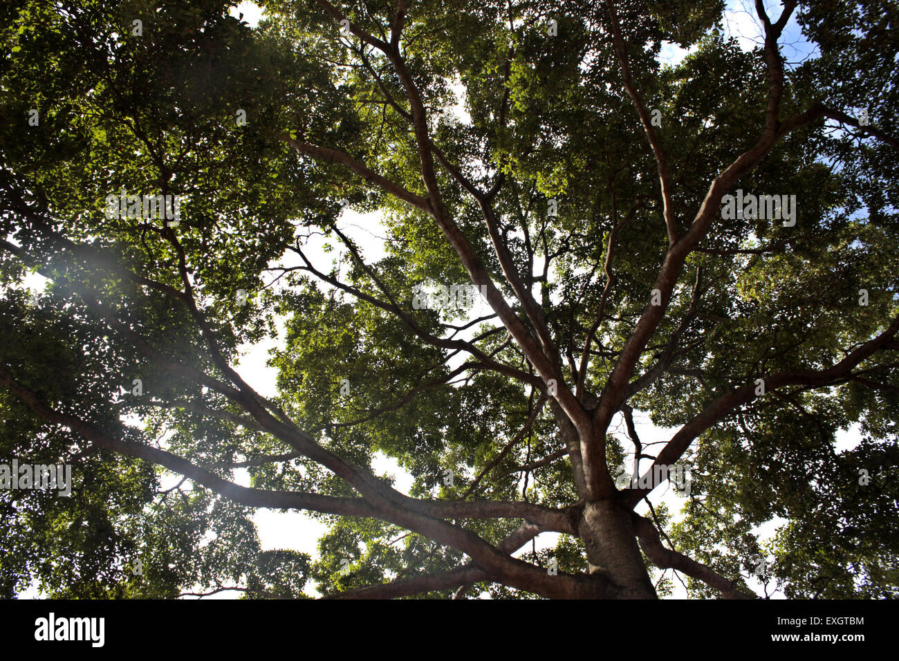 A sprawling umbrella tree in Kampala, Uganda Stock Photo Alamy