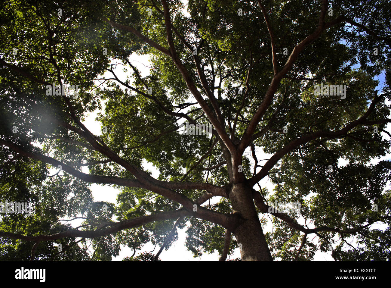 A sprawling umbrella tree pictured in Kampala, Uganda Stock Photo Alamy