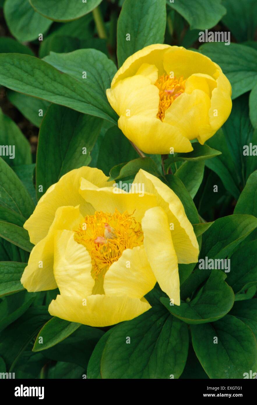 Paeonia mlokosewitschii (Golden peony), two yellow flowers among green