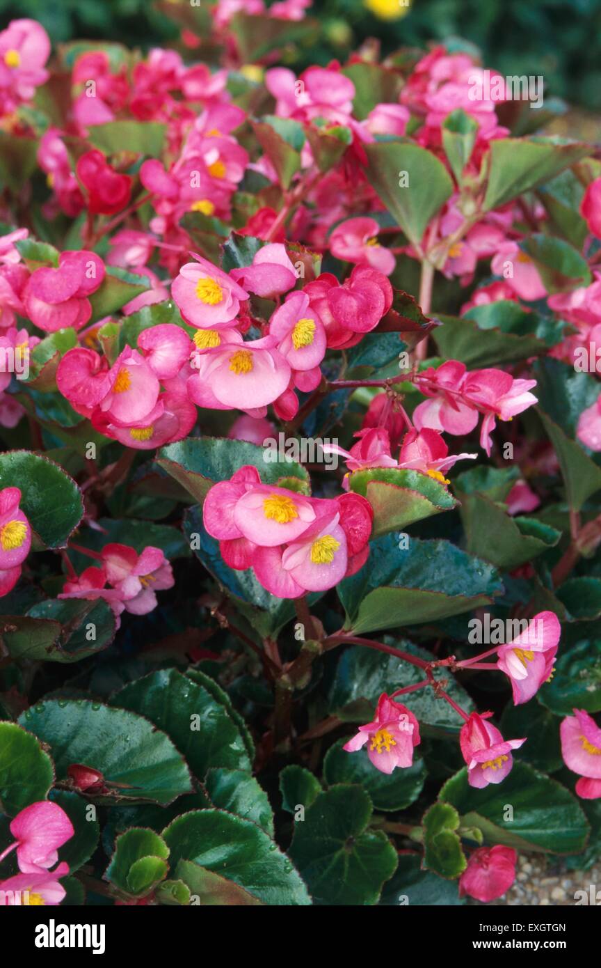 Begonia (All Round Rose) with pink flowers, yellow at centre, and shiny green leaves Stock Photo