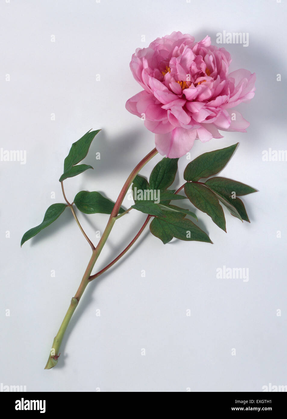 Pink peony with green leaves on long stem Stock Photo