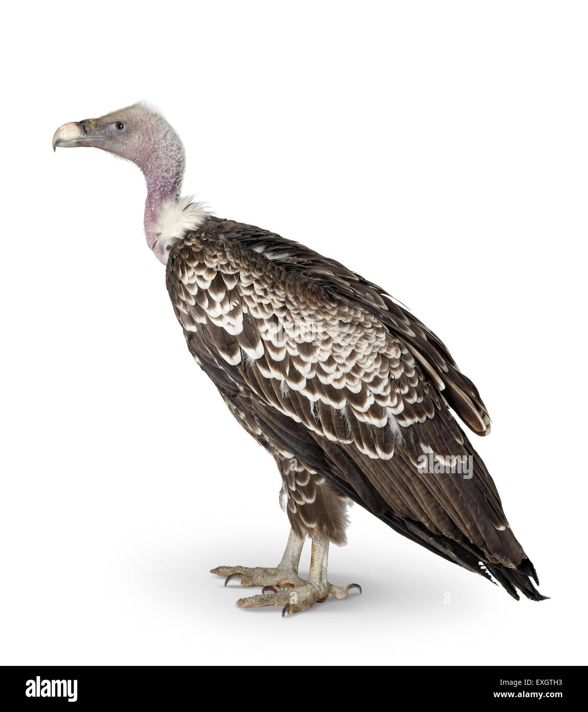 Ruppell's vulture (Gyps rueppelli), side view Stock Photo