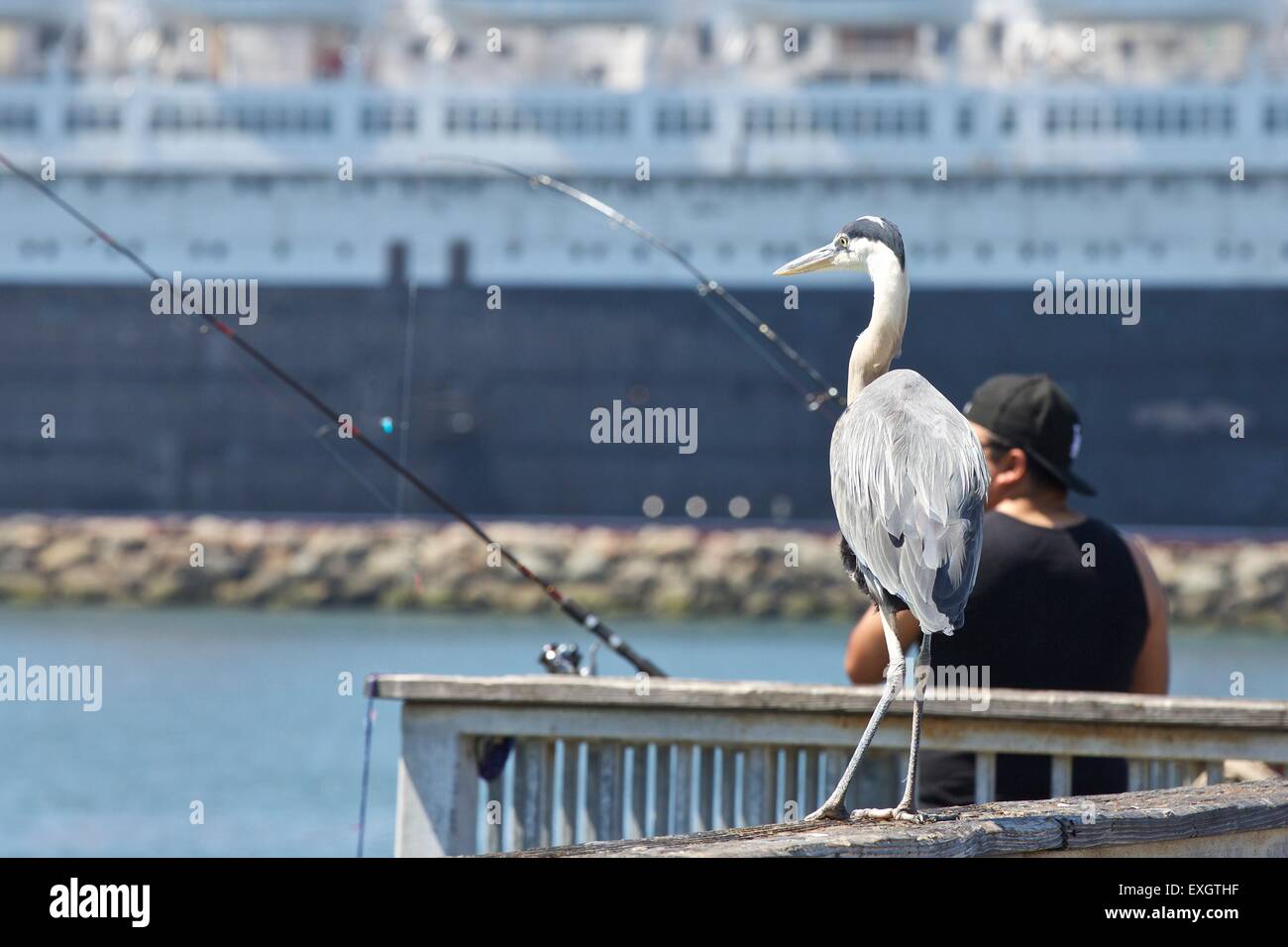 Heron Waiting for Breakfast. Stock Photo