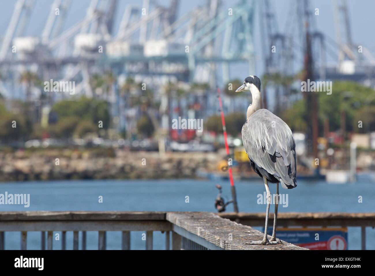 Heron Waiting for Breakfast. Stock Photo