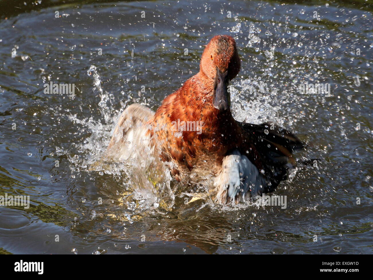 Cinnamon Teal ( Anas cyanoptera) wild splashing and bathing action Stock Photo