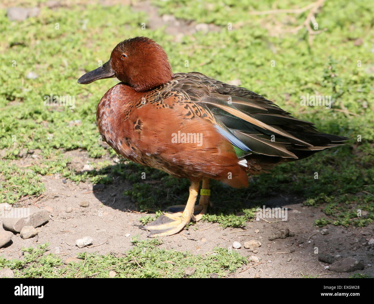 Cinnamon Teal ( Anas cyanoptera), native to the Americas. Seen in profile Stock Photo