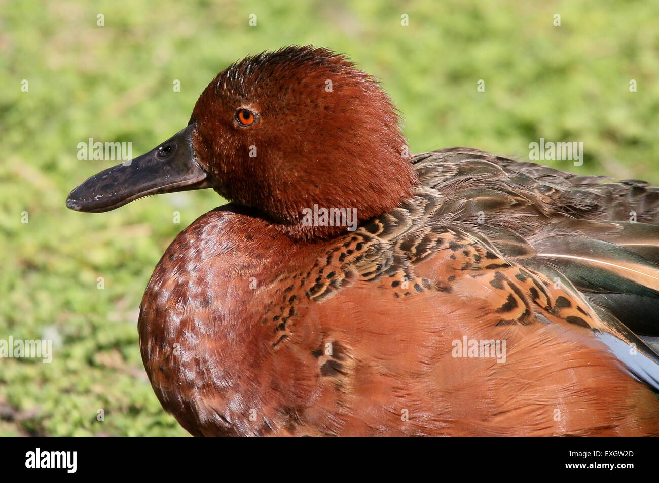 Close-up  of the head of a Cinnamon Teal ( Anas cyanoptera), native to the Americas Stock Photo