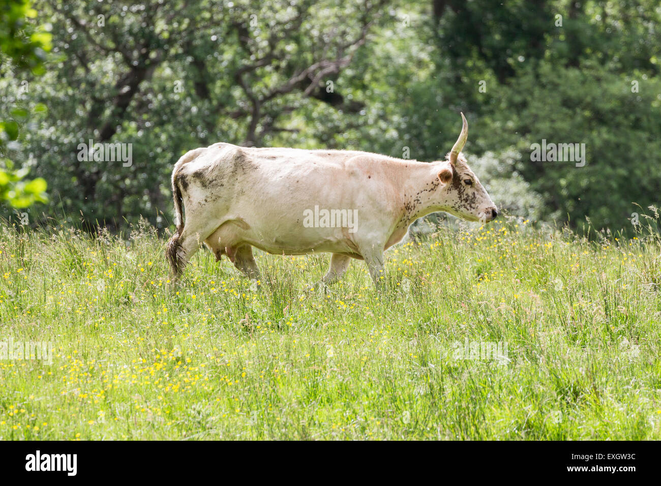 rare Wild Cattle grazing at Chillingham Park, Northumberland, England Stock Photo