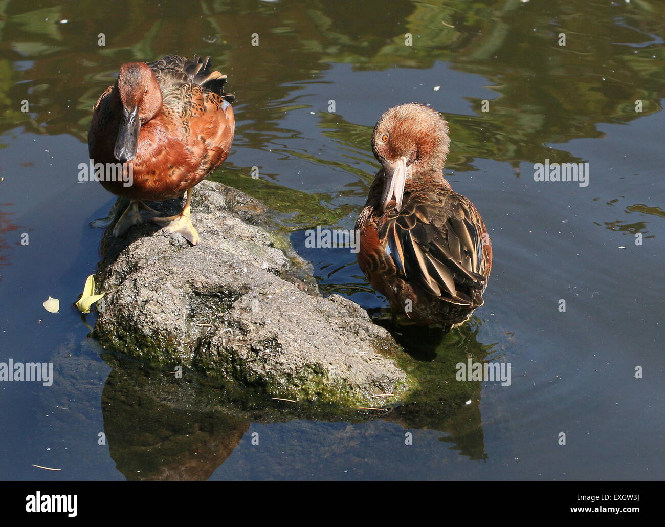 Two Cinnamon Teals( Anas cyanoptera), one preening his feathers Stock Photo