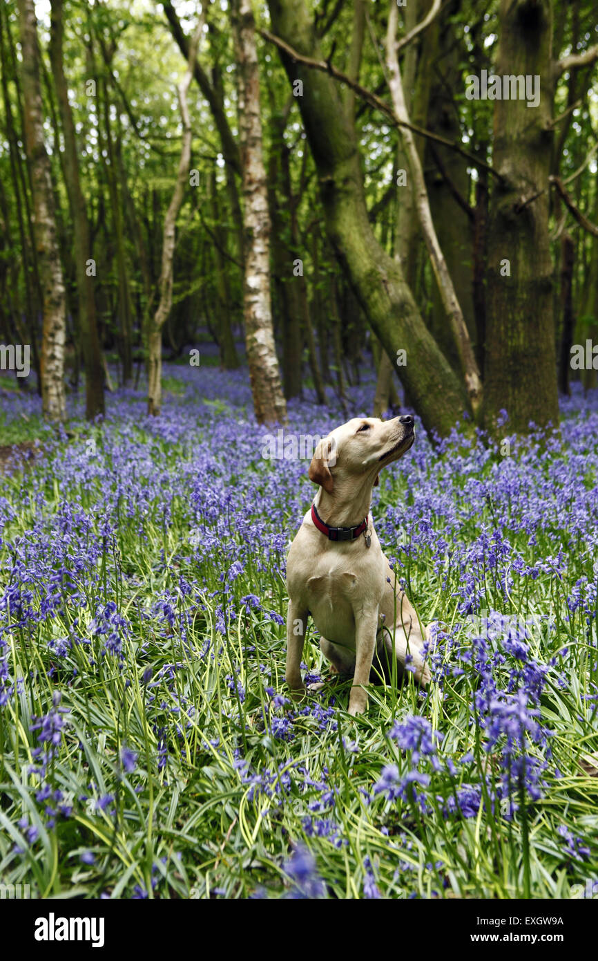 Yellow Labrador Retriever puppy at the age of 13 months old sits and sniffs bluebells in woodland in Stanmer Park, Brighton, UK Stock Photo