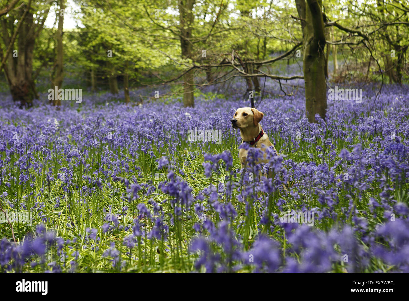 Yellow Labrador Retriever puppy at the age of 13 months old sits in a bluebell woodland in Stanmer Park, Spring, Brighton, UK Stock Photo