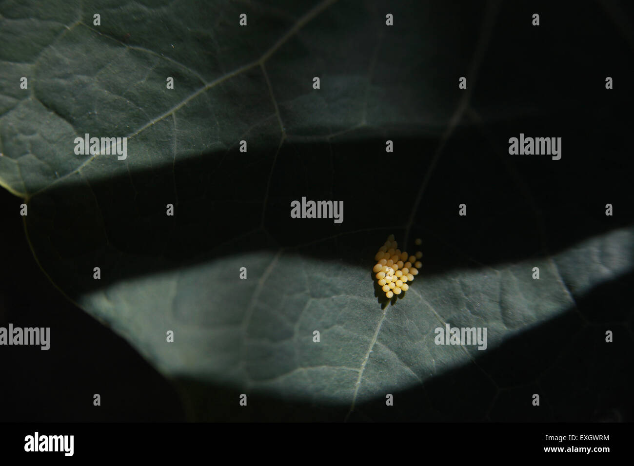 Cabbage white butterfly eggs brassica hires stock photography and