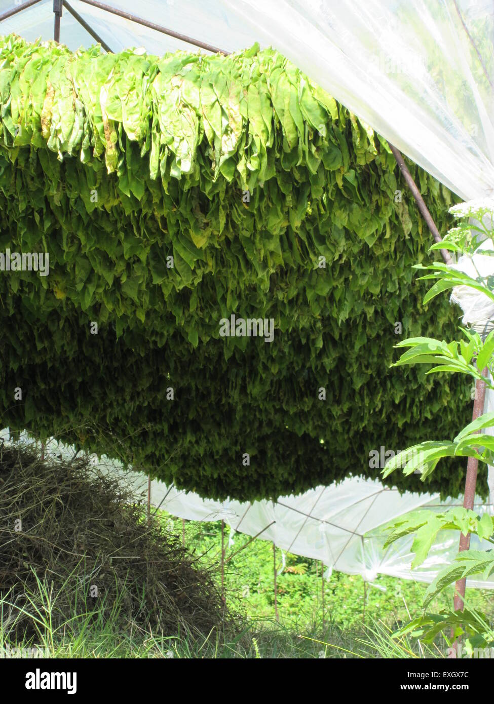 Tobacco leaves drying in the sun Stock Photo Alamy