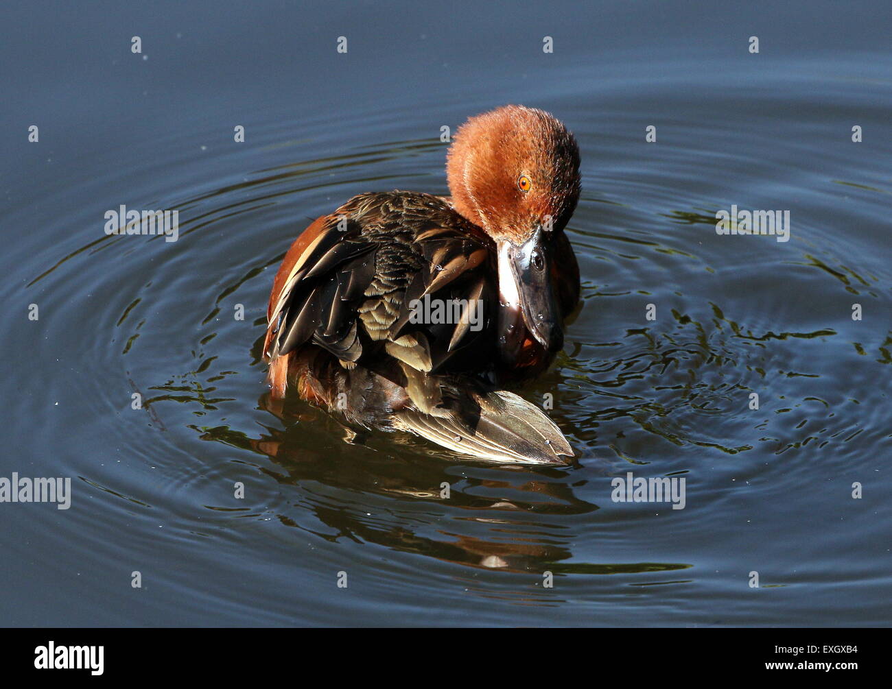 Male Cinnamon Teal ( Anas cyanoptera), native to the Americas, preening his feathers. Stock Photo