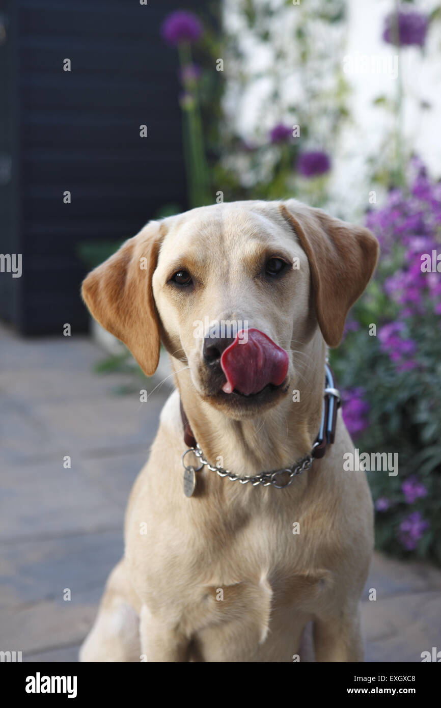 Yellow Labrador Retriever puppy at the age of 15 months old licks it's lips / nose in garden patio Stock Photo