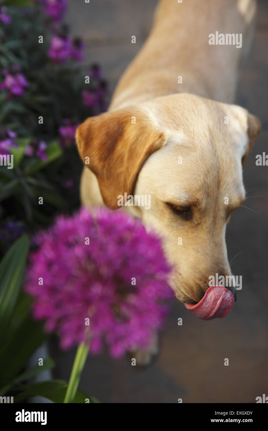 Yellow Labrador Retriever puppy at the age of 15 months old enjoys the fragrant flowers planted in garden patio Stock Photo
