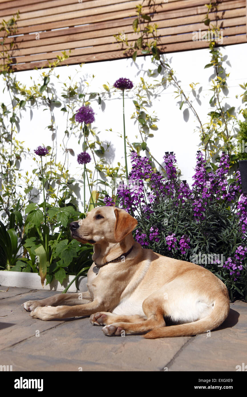 Yellow Labrador Retriever puppy at the age of 15 months old enjoys the fragrant flowers planted in garden patio Stock Photo
