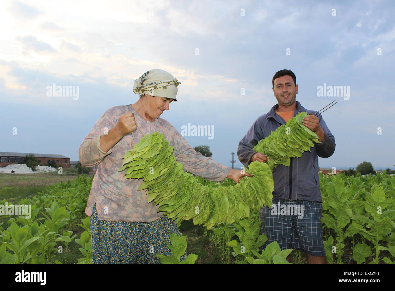 Tobacco growers hires stock photography and images Alamy