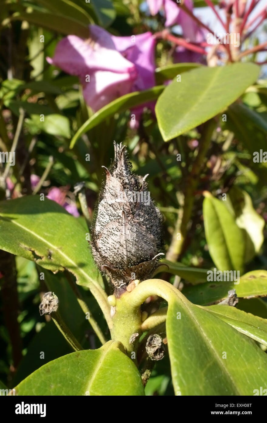 Bud blast (Pycnostysanus azaleae) on an aborted flower bud of an ornamental rhododendron Stock Photo