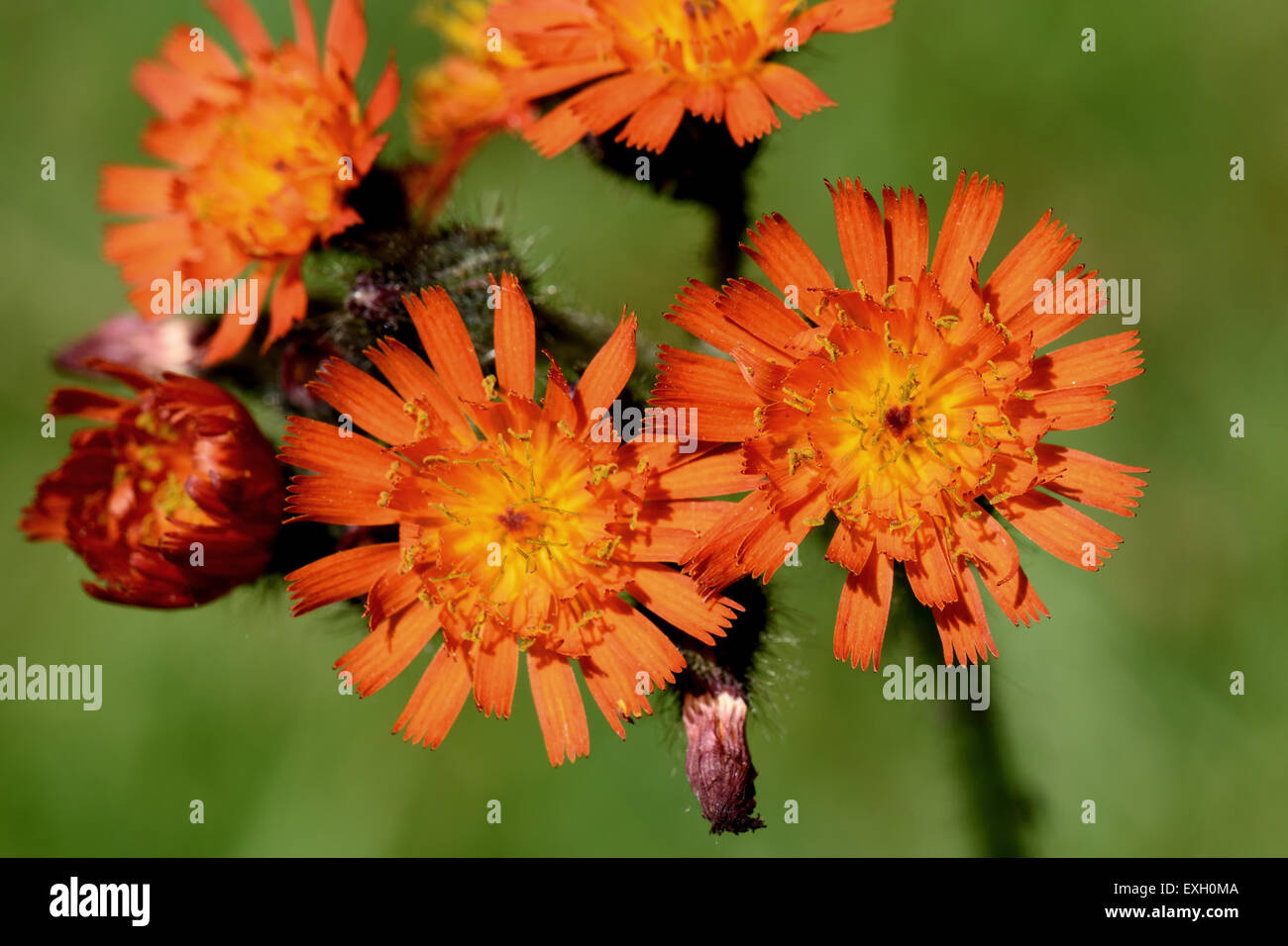 Fox & cubs or orange hawkweed, Pilosella aurantiaca, flowers, Berkshire, June Stock Photo