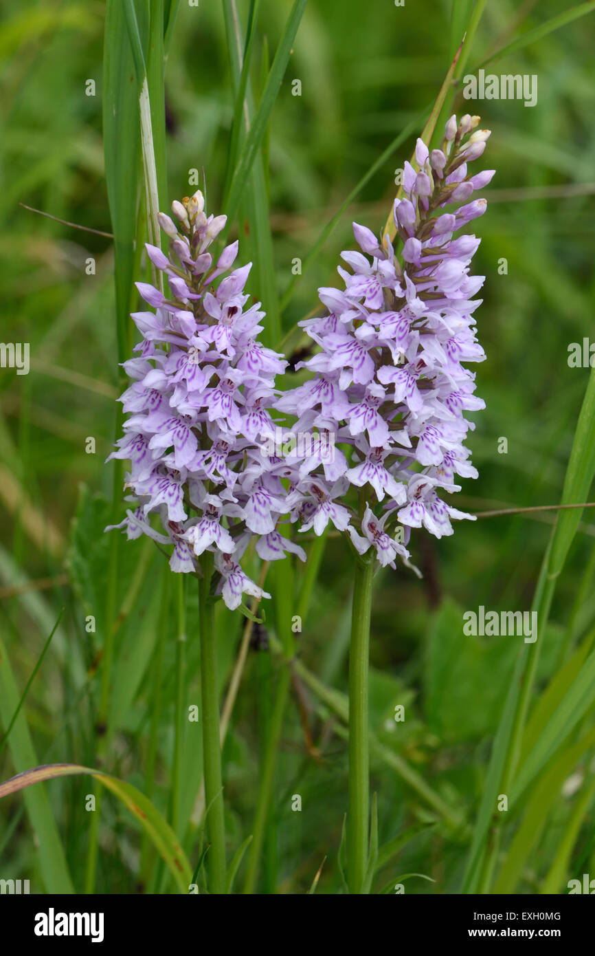 Common spotted orchid, Dactylorhiza fuchsii, flower spike among downland vegetation, Berkshire, June Stock Photo