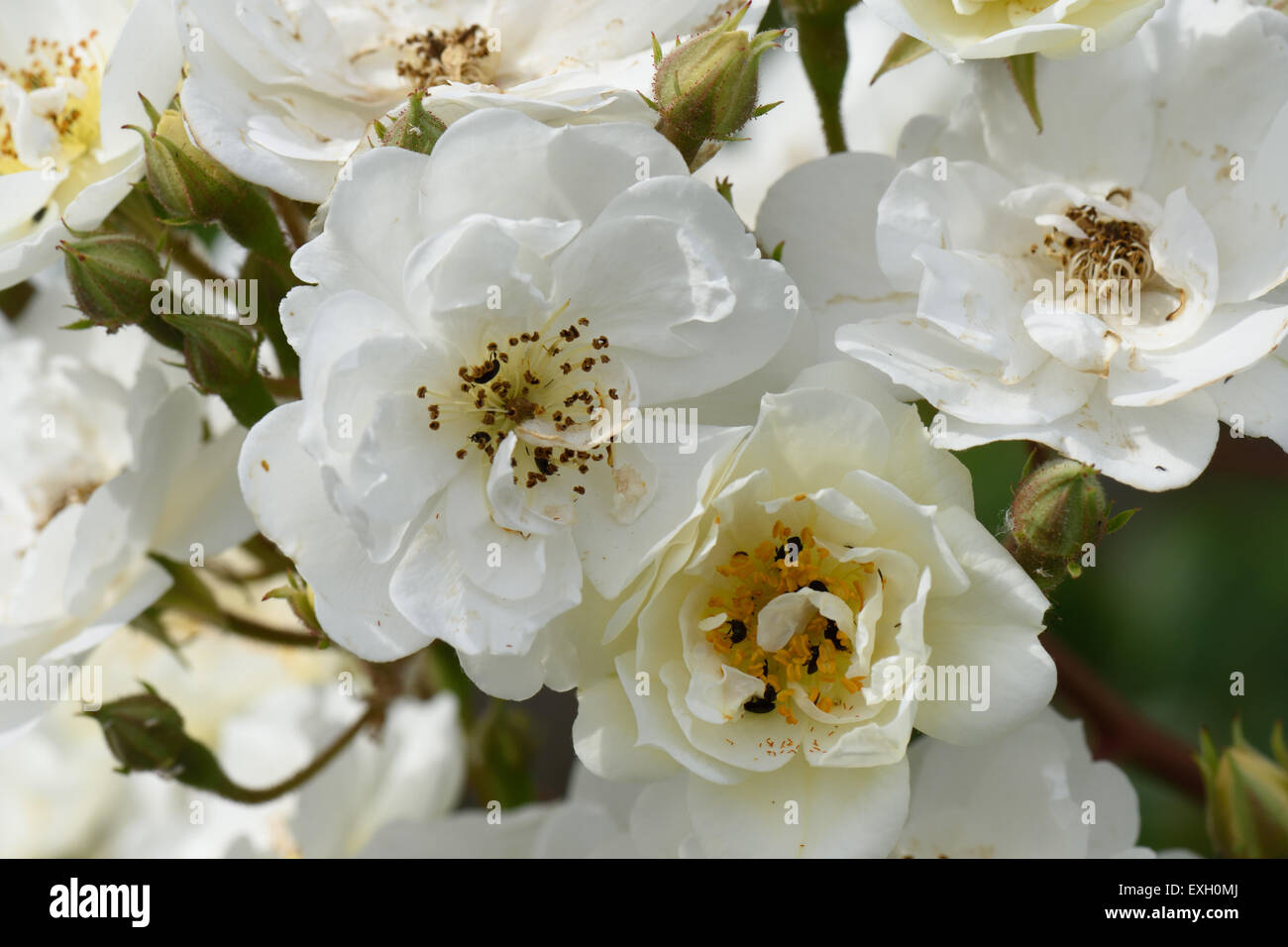 White flowers of a rambling rector rose with pollen beetles, Berkshire ...