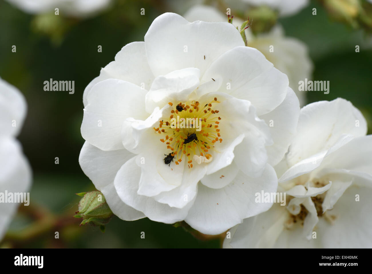 White flowers of a rambling rector rose with pollen beetles, Berkshire, June Stock Photo