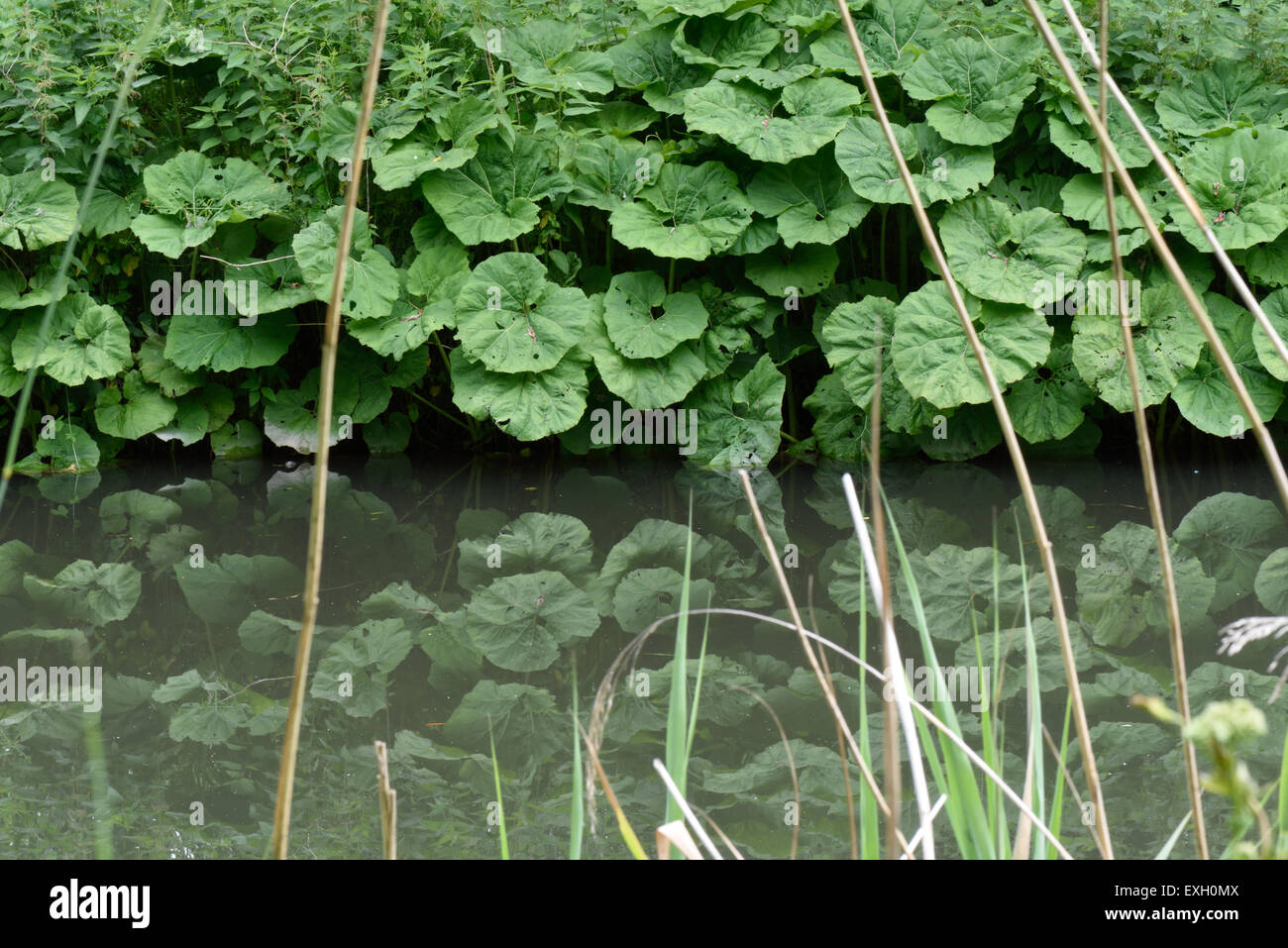 Common butterbur, Petasites hybridus, large leaves reflected in the still water of the Kennet and Avon canal after the plants ha Stock Photo