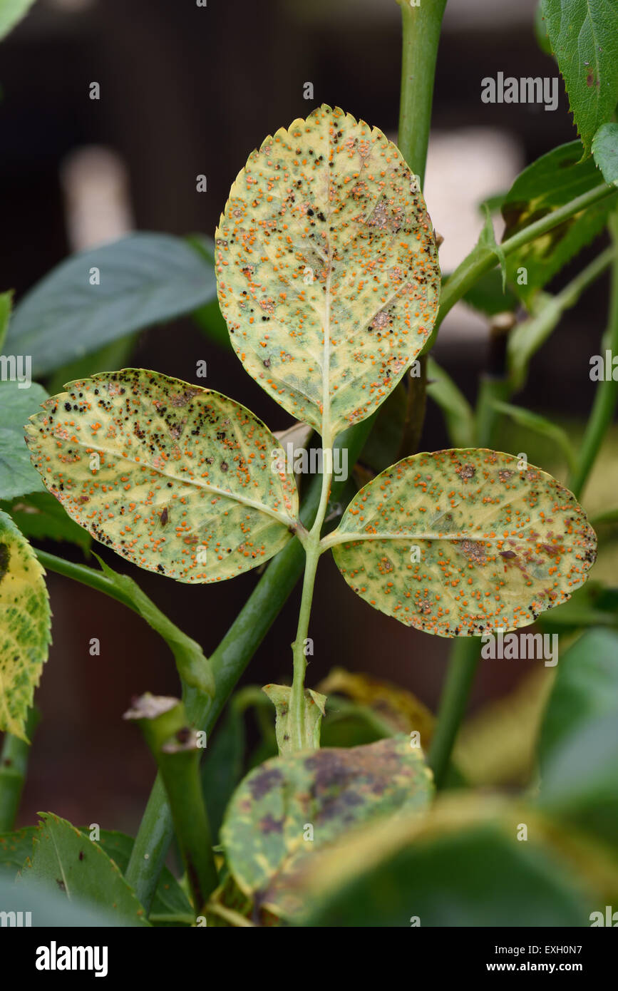 Rose rust , Phragmidium mucronatum, pustules (urediospores, teliospores) formed on the lower leaf surface of an ornamental rose Stock Photo
