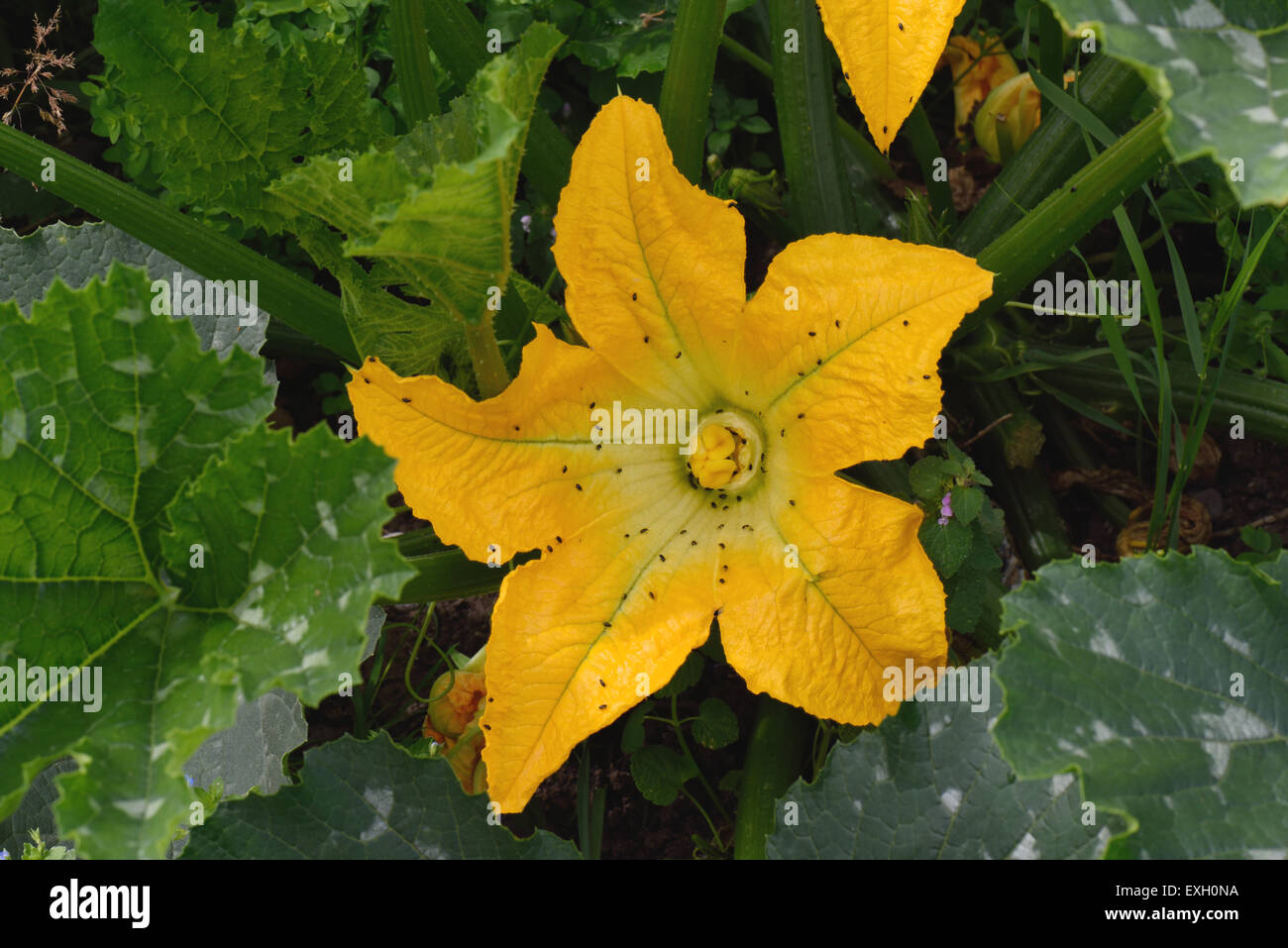 Yellow zucchini or courgette flowers on cucurbit plant with flower beetles, Brassicogethes aeneus, Berkshire, UK, July Stock Photo