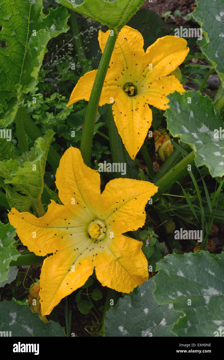Yellow zucchini or courgette flowers on cucurbit plant with flower beetles, Brassicogethes aeneus, Berkshire, UK, July Stock Photo