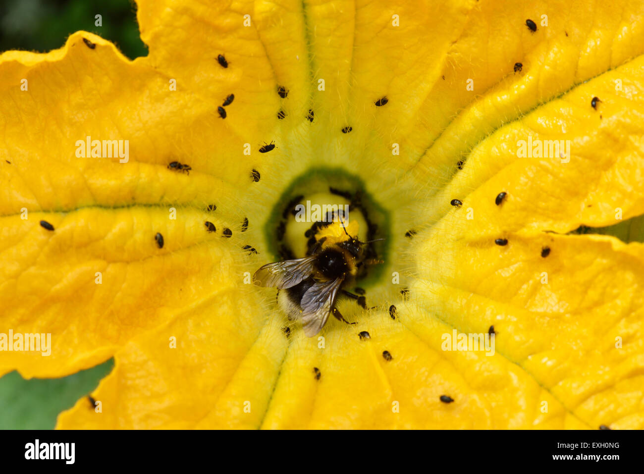Yellow zucchini or courgette flowers on cucurbit plant with flower beetles, Brassicogethes aeneus, and bumblebee pollinator, Berksh Stock Photo