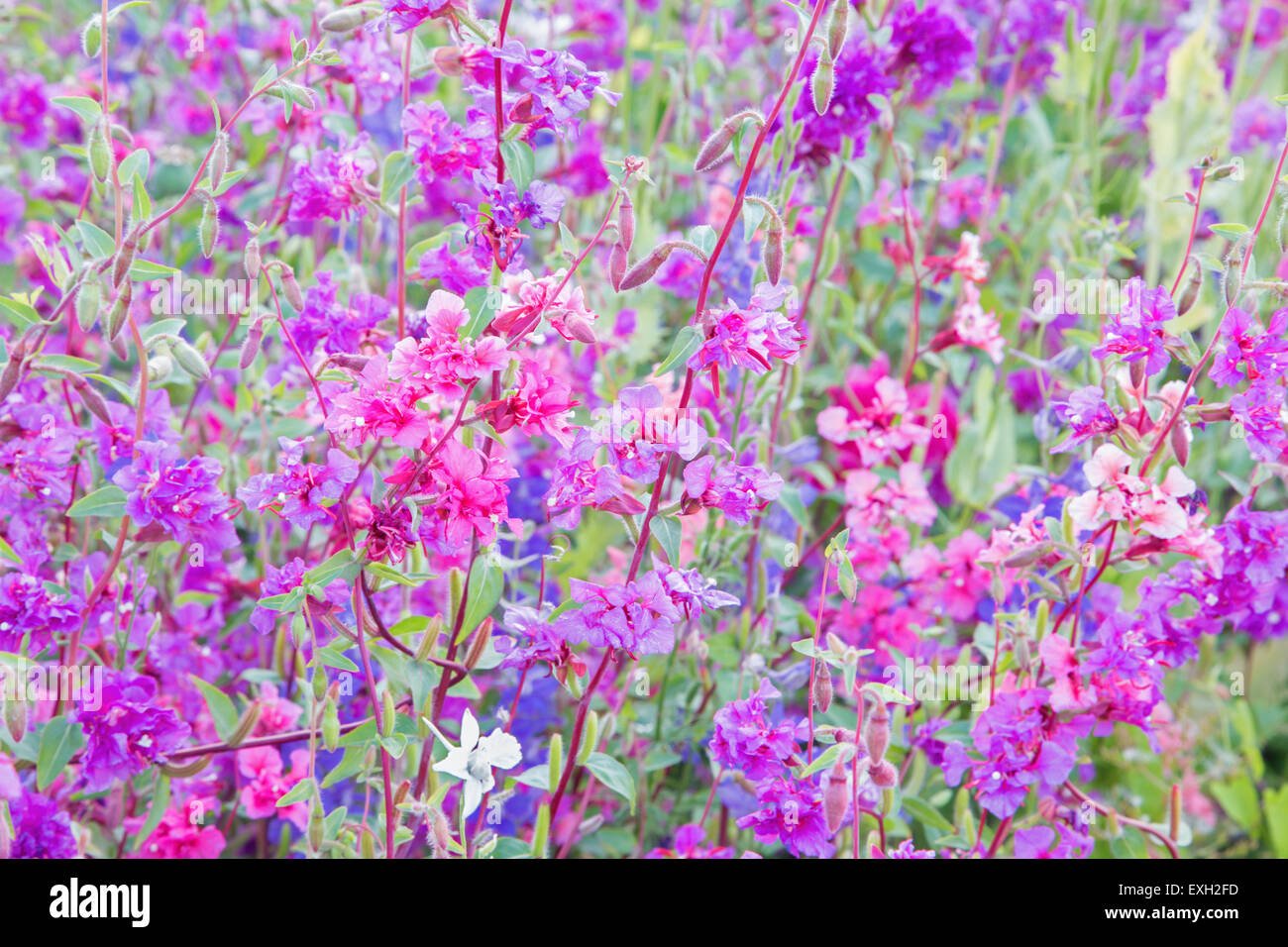 The flowers of Alhambra gardens Stock Photo Alamy