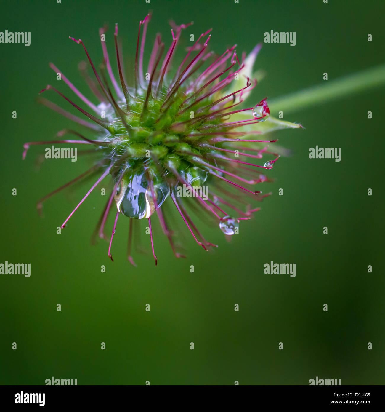 Grass seed head hires stock photography and images Alamy