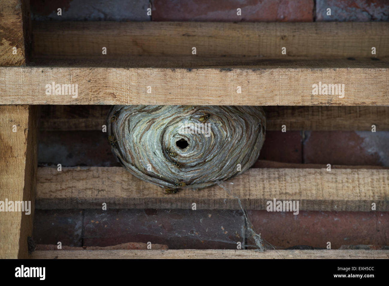 Vespula germanica. Wasp Nest in the roof rafters of an out building. UK Stock Photo