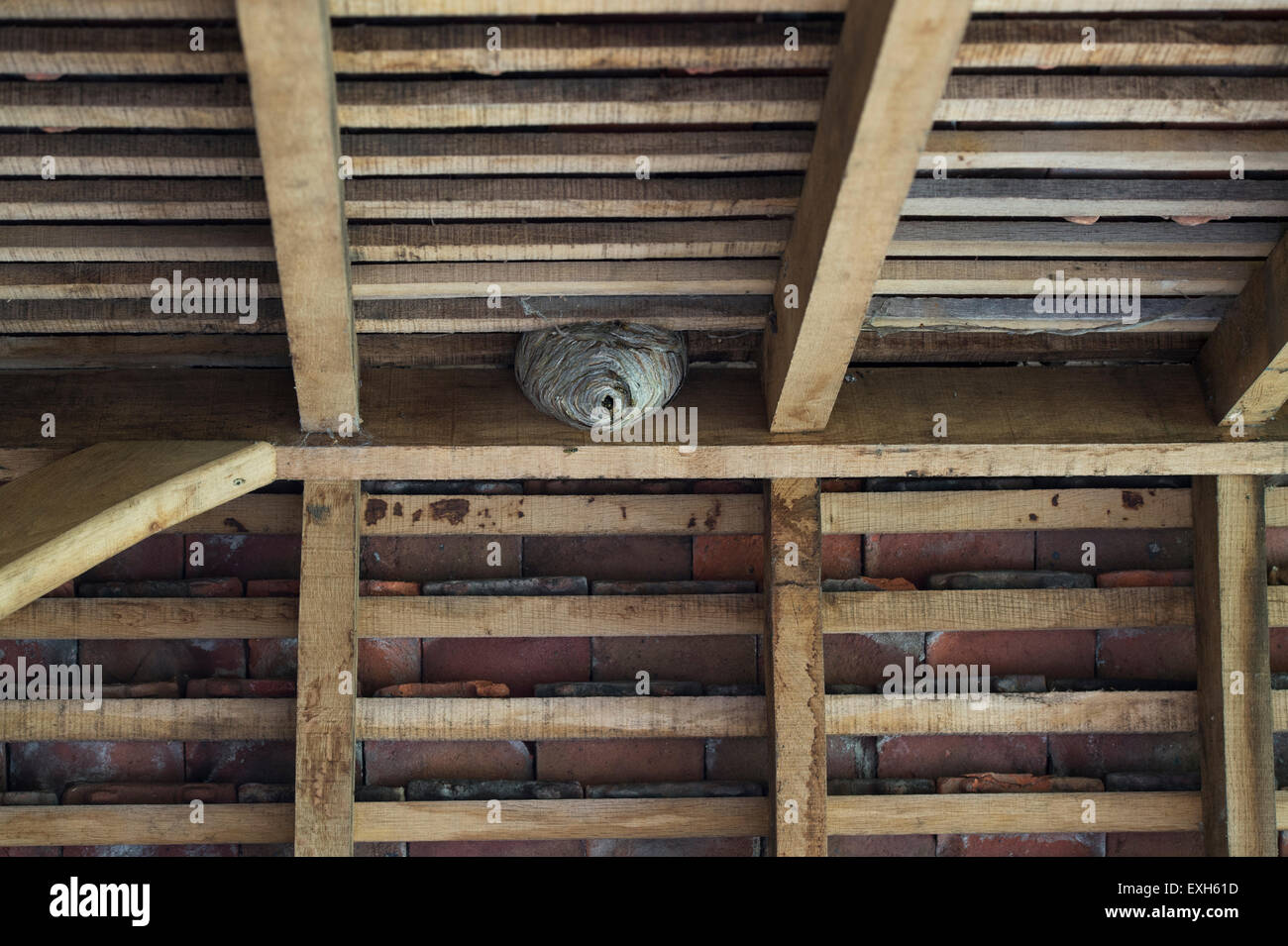 Vespula germanica. Wasp Nest in the roof rafters of an out building. UK Stock Photo