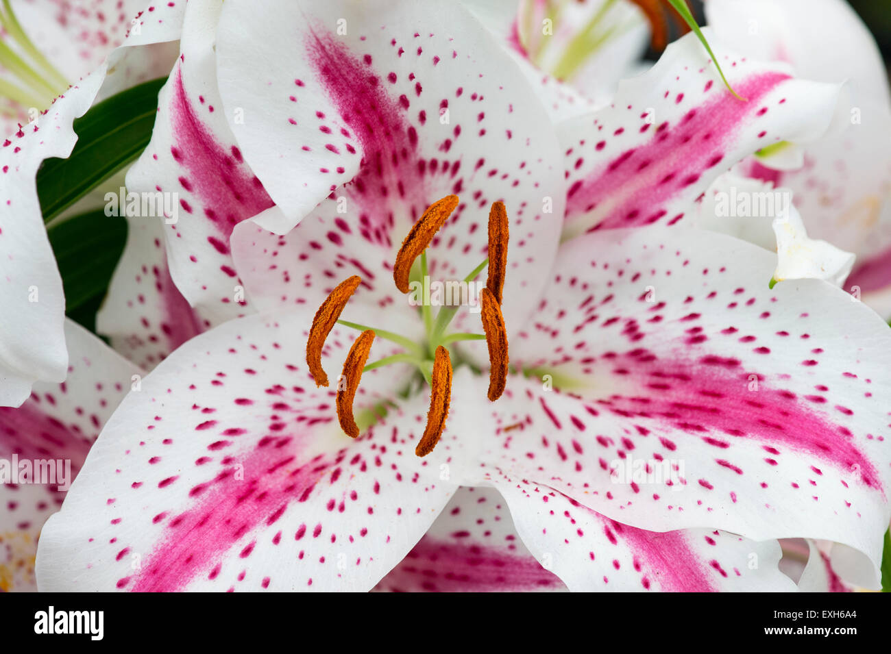 Lilium. Oriental Lily Spectator Stock Photo