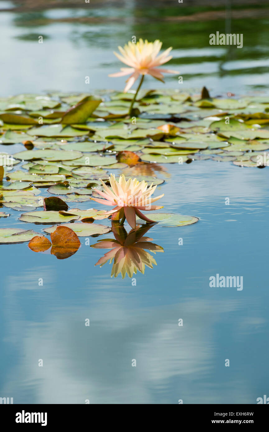 Nymphaea Maria. Hardy Water Lily in a pond with reflections Stock Photo