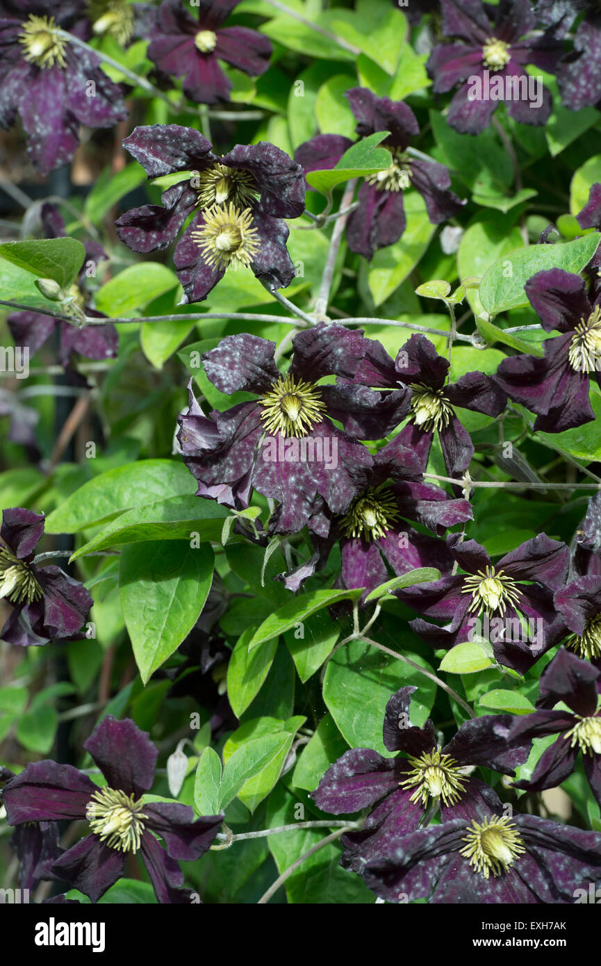 Powdery mildew on Clematis Romantika flowers. Late Large-flowered clematis Stock Photo