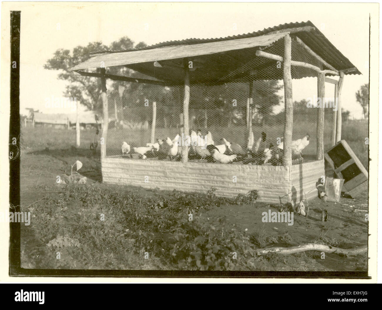 Chicken Coop With Leghorns Stock Photo Alamy