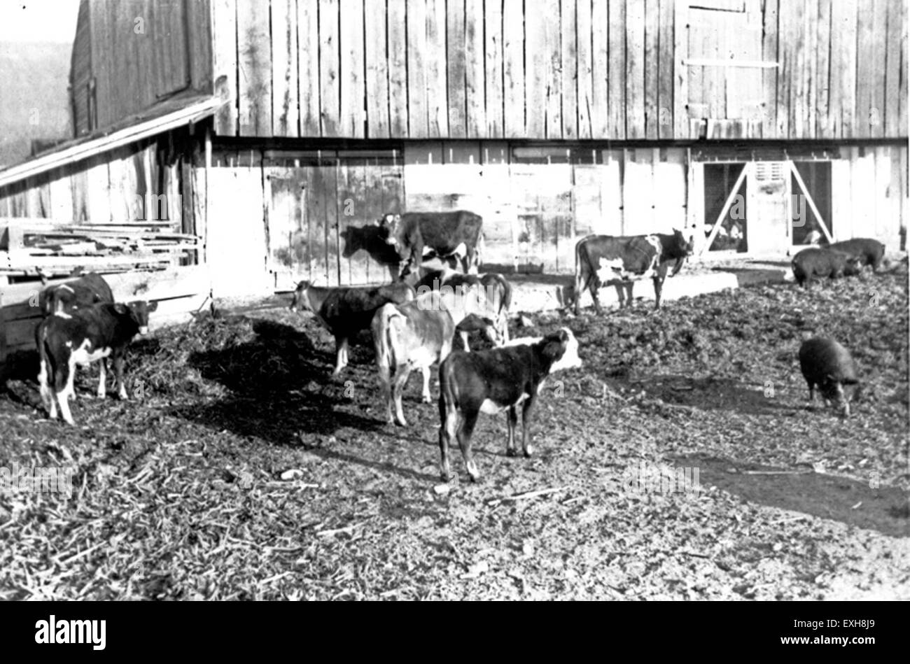 Civilian Public Service 24, Hagerstown, Maryland, farm chores Stock
