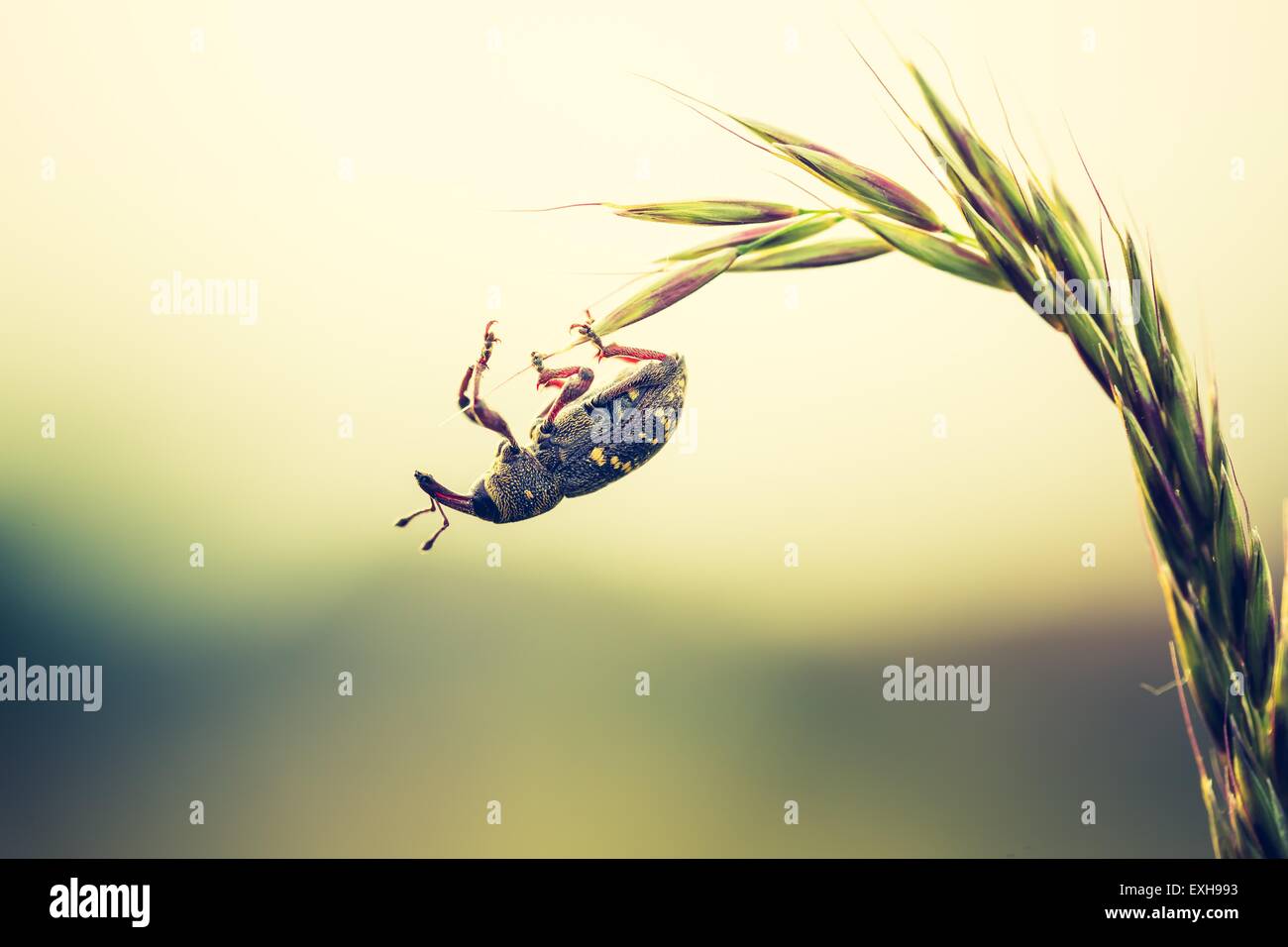 Close up of beetle sitting on plant. Beautiful natural macro of insect. Stock Photo