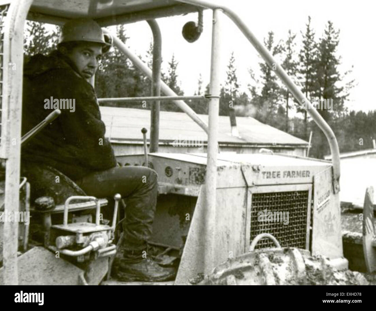 Harvesting Timber In Marlboro, Alberta Stock Photo Alamy
