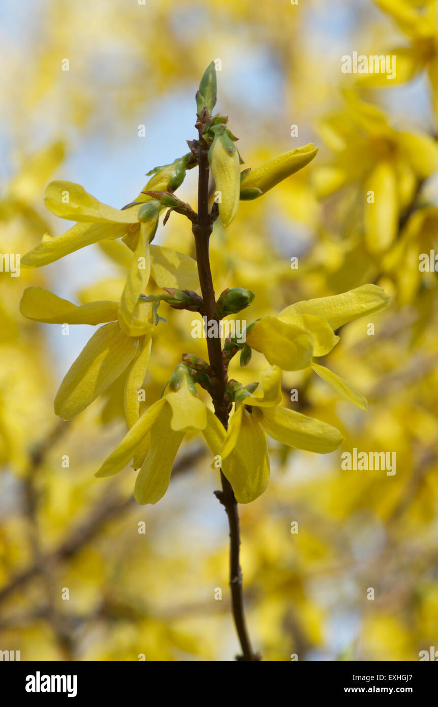 Forsythia in flower and bud Stock Photo