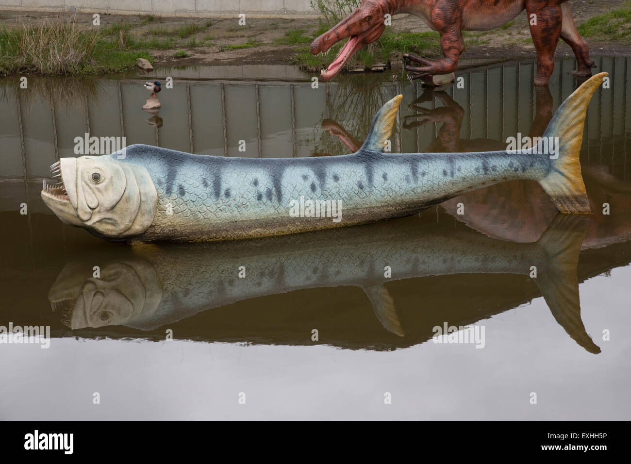 Xiphactinus extinct marine bony predatory fish Dinosaurier Park Germany Stock Photo