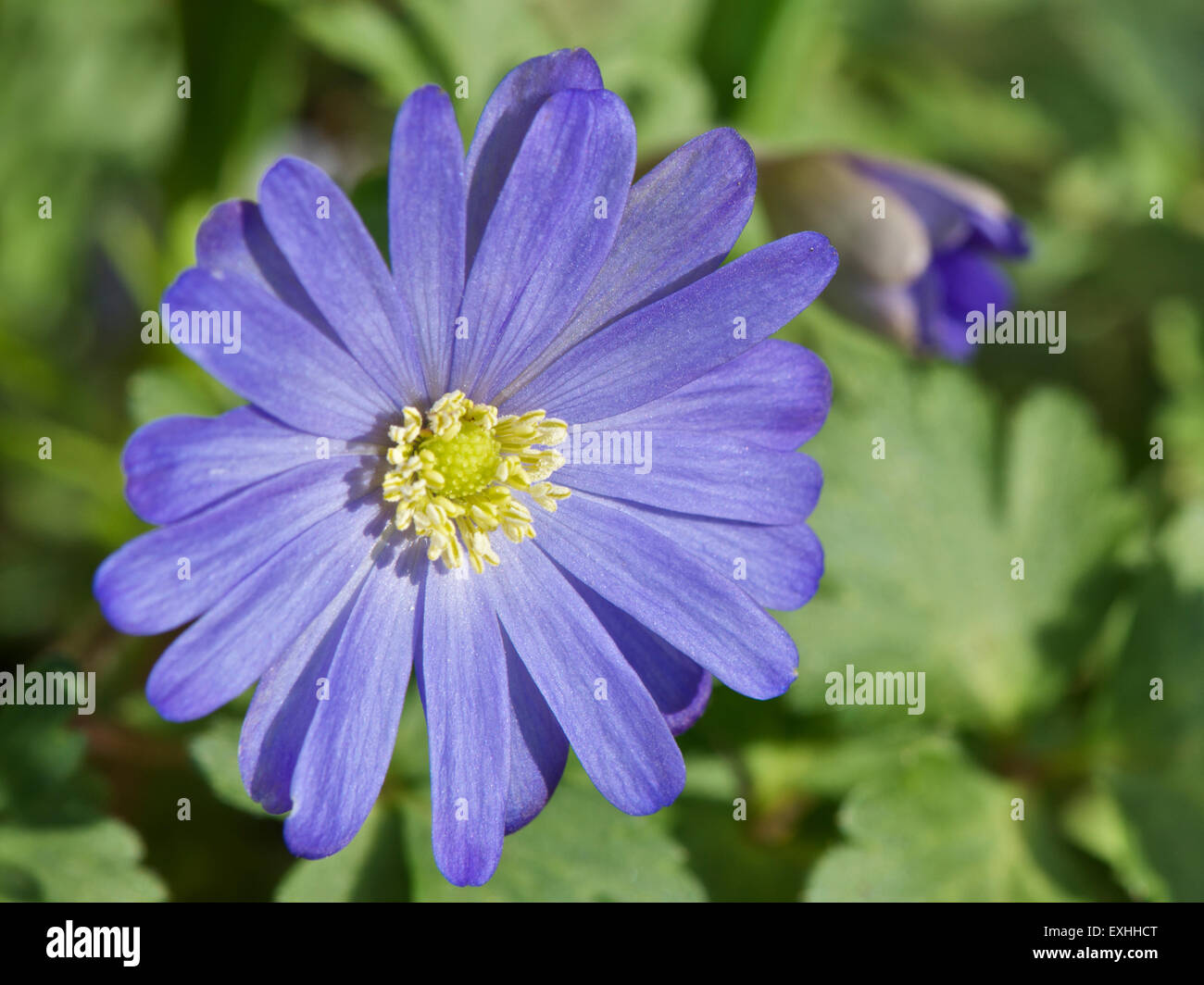 Anemone blanda flower and bud Stock Photo