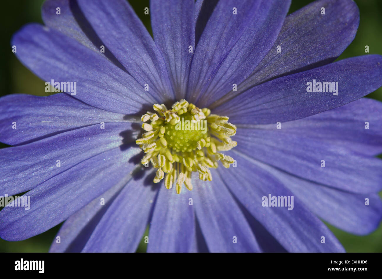 Anemone blanda flower Macro Stock Photo