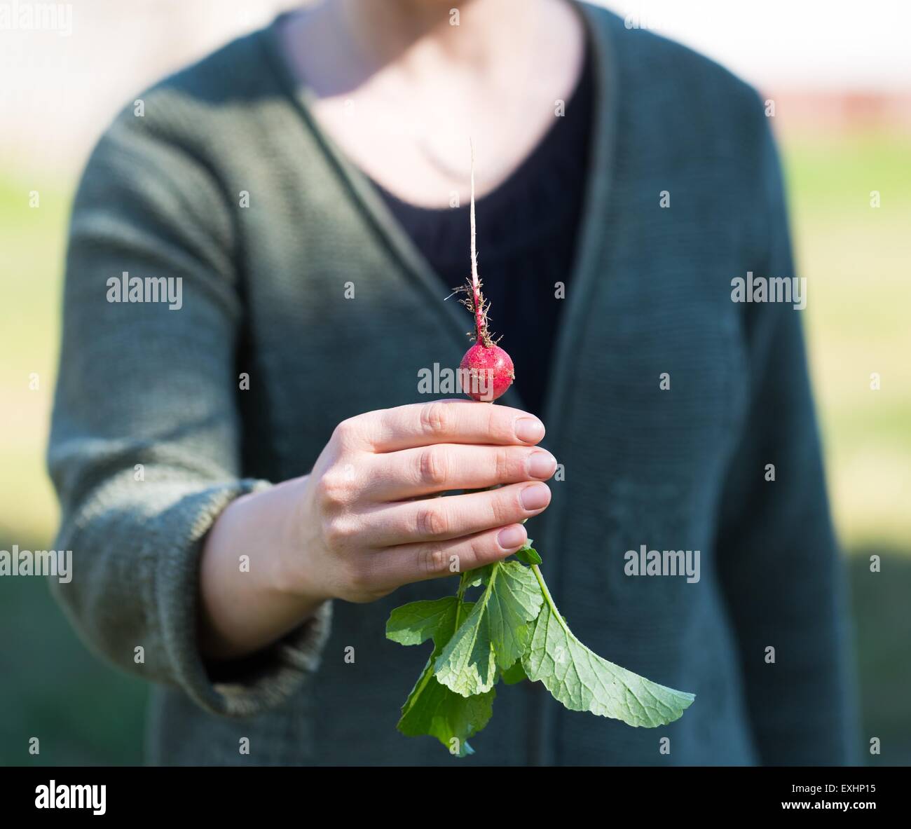 Woman hands with just picked radish. Natural ecologic garden wegetables. Stock Photo